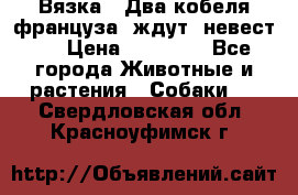  Вязка ! Два кобеля француза ,ждут  невест.. › Цена ­ 11 000 - Все города Животные и растения » Собаки   . Свердловская обл.,Красноуфимск г.